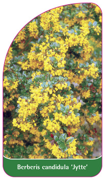 Berberis candidula 'Jytte'