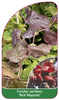 Corylus avellana 'Red Majestic'