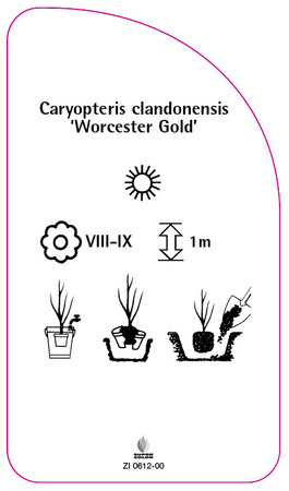 Caryopteris clandonensis 'Worcester Gold'