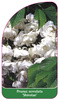 Prunus serrulata 'Shirotae',