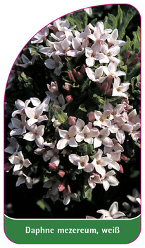 Daphne mezereum, weiß