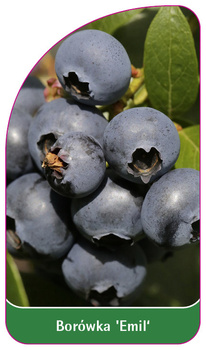 Borówka 'Emil'