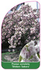 Prunus serrulata 'Shidare Sakura'