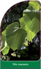 Tilia caucasica