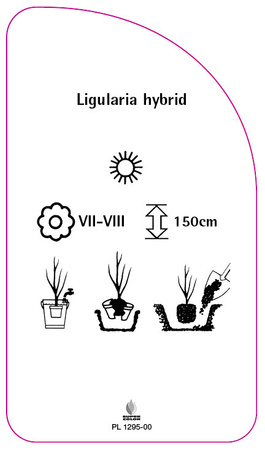 Lingularia hybrid