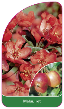 Malus, rot