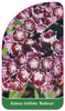 Kalmia latifolia 'Bullseye'