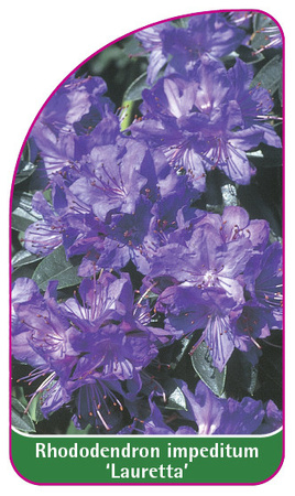 Rhododendron impeditum 'Lauretta'