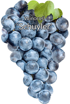 Winorośl Schuyler