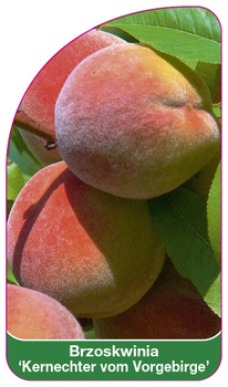 Brzoskwinia 'Kernechter vom Vorgebirge'