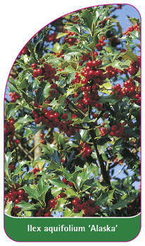 Ilex aquifolium 'Alaska'