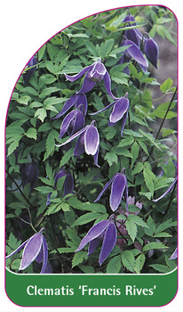 Clematis 'Francis Rives'
