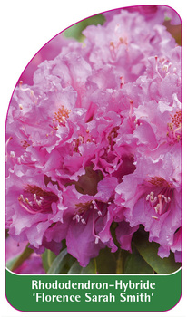 Rhododendron-Hybride 'Florence Sarah Smith'