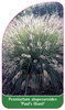 Pennisetum alopecuroides 'Paul's Giant'