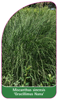 Miscanthus sinensis 'Gracillimus Nana'