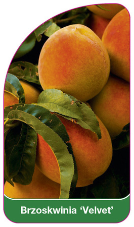 Brzoskwinia 'Velvet'
