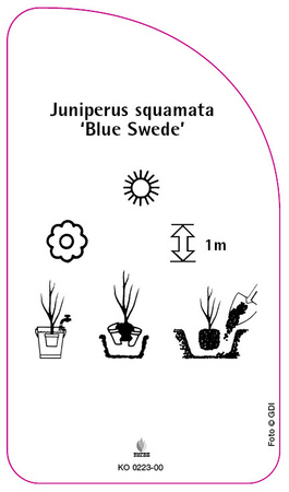 Junisperus squamata 'Blue Swede'
