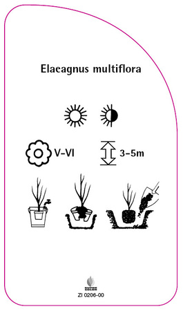 Elaeagnus multiflora