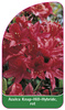 Azalea Knap-Hill-Hybride, rot