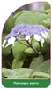 Hydrangea aspera