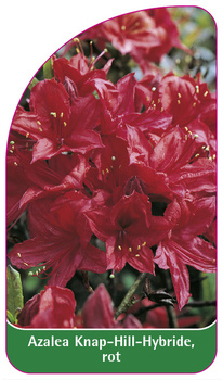 Azalea Knap-Hill-Hybride, rot