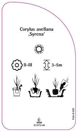 Corylus avellana 'Syrena'