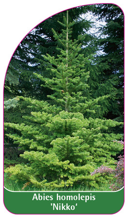 Abies homolepis 'Nikko'