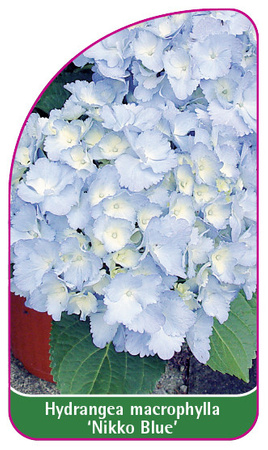 Hydrangea macrophylla 'Nikko Blue'