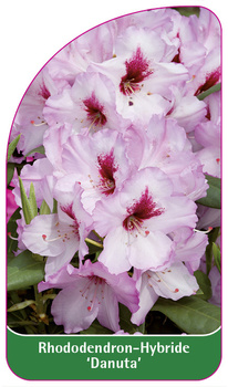 Rhododendron-Hybride 'Danuta'