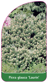 Picea glauca 'Laurin'