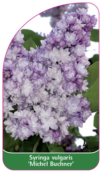 Syringa vulgaris 'Michel Buchner'