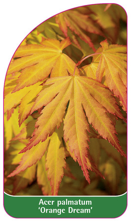 Acer palmatum 'Orange Dream'