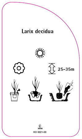 Larix decidua