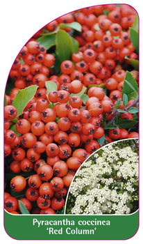 Pyracantha coccinea 'Red Column'