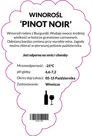 Viță de vie Pinot Noir