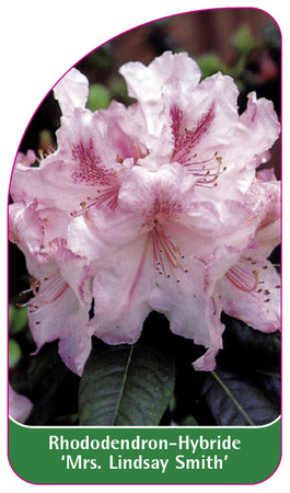 Rhododendron-Hybride 'Mrs. Lindsay Smith'