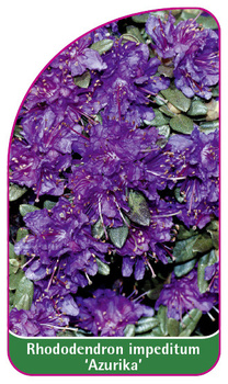 Rhododendron impeditum 'Azurika'