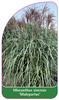 Miscanthus sinensis 'Malepartus'