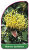 Mahonia aquifolium