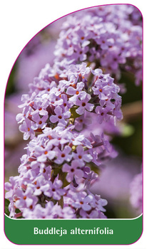 Buddleja alternifolia