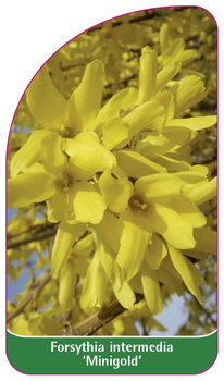 Forsythia intermedia 'Minigold'
