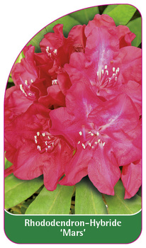 Rhododendron-Hybride 'Mars',