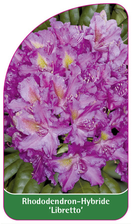 Rhododendron-Hybride 'Libretto'