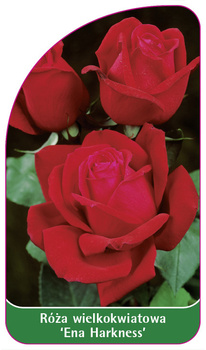 Róza wielkokwiatowa 'Ena Harkness'