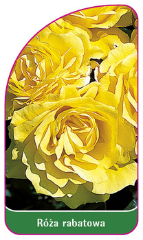 Róza rabatowa Nr. 104 A