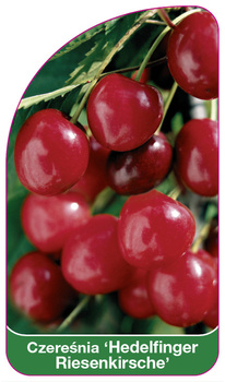 Czereśnia 'Hedelfinger Riesenkirsche'