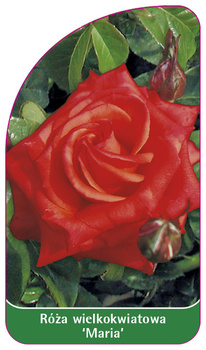 Róza wielkokwiatowa 'Maria' Nr. 543