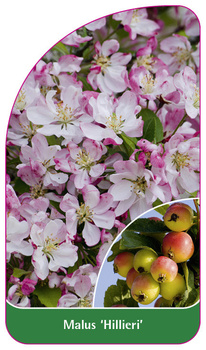 Malus 'Hillieri'