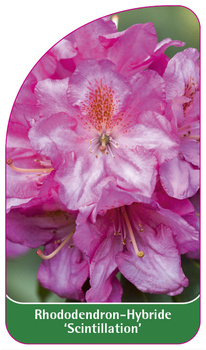 Rhododendron-Hybride 'Scintillation'