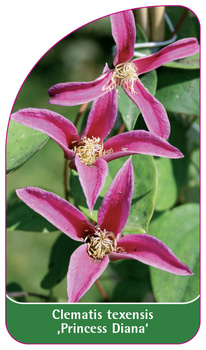 Clematis texensis 'Princess Diana'